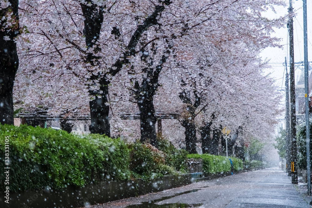 雪の桜並木 埼玉県蕨市 南町桜並木 雪の桜並木 埼玉県蕨市 南町桜並木