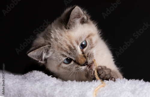 Fototapeta Naklejka Na Ścianę i Meble -  Beautiful striped grey kitten with blue eyes playing with piece of rope
