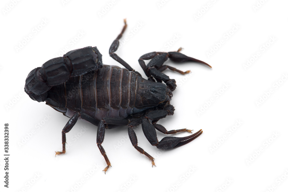 African venom Scorpion isolated on white background African venom Scorpion isolated on white background
