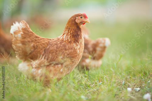 Chickens walk on the grass in the morning.