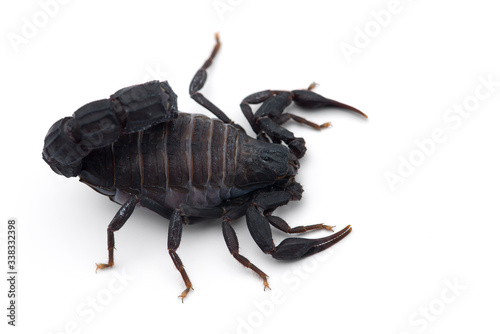 African venom Scorpion isolated on white background