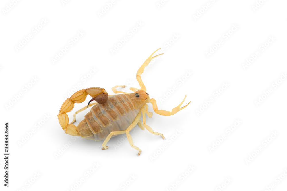 African venom Scorpion isolated on white background African venom Scorpion isolated on white background