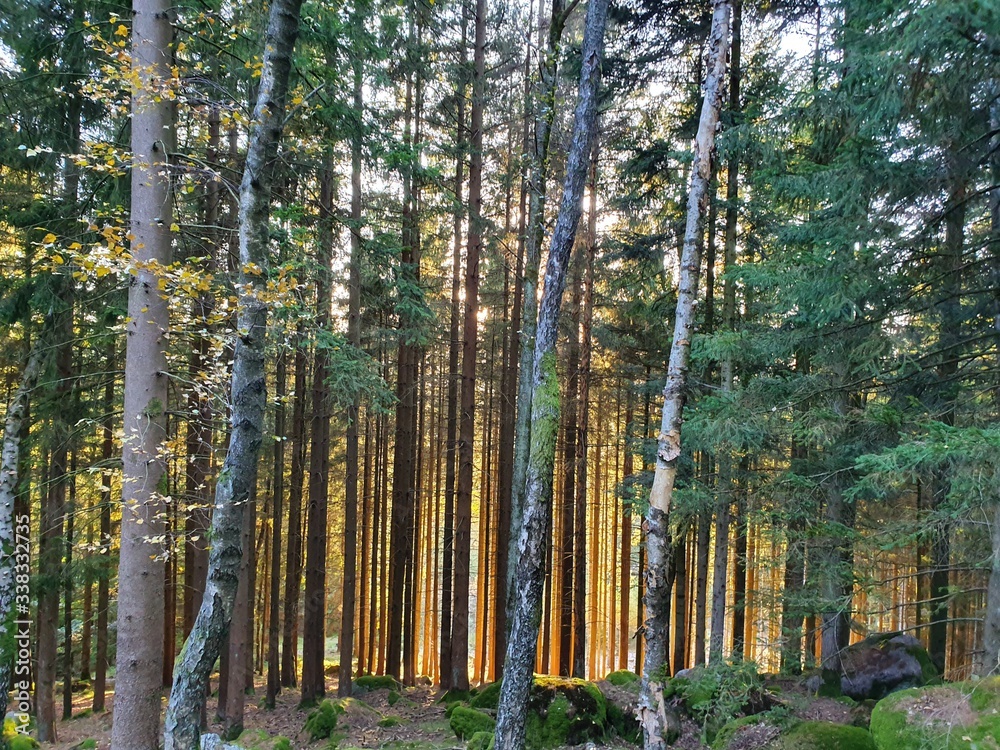 Naklejka premium trees in the forest