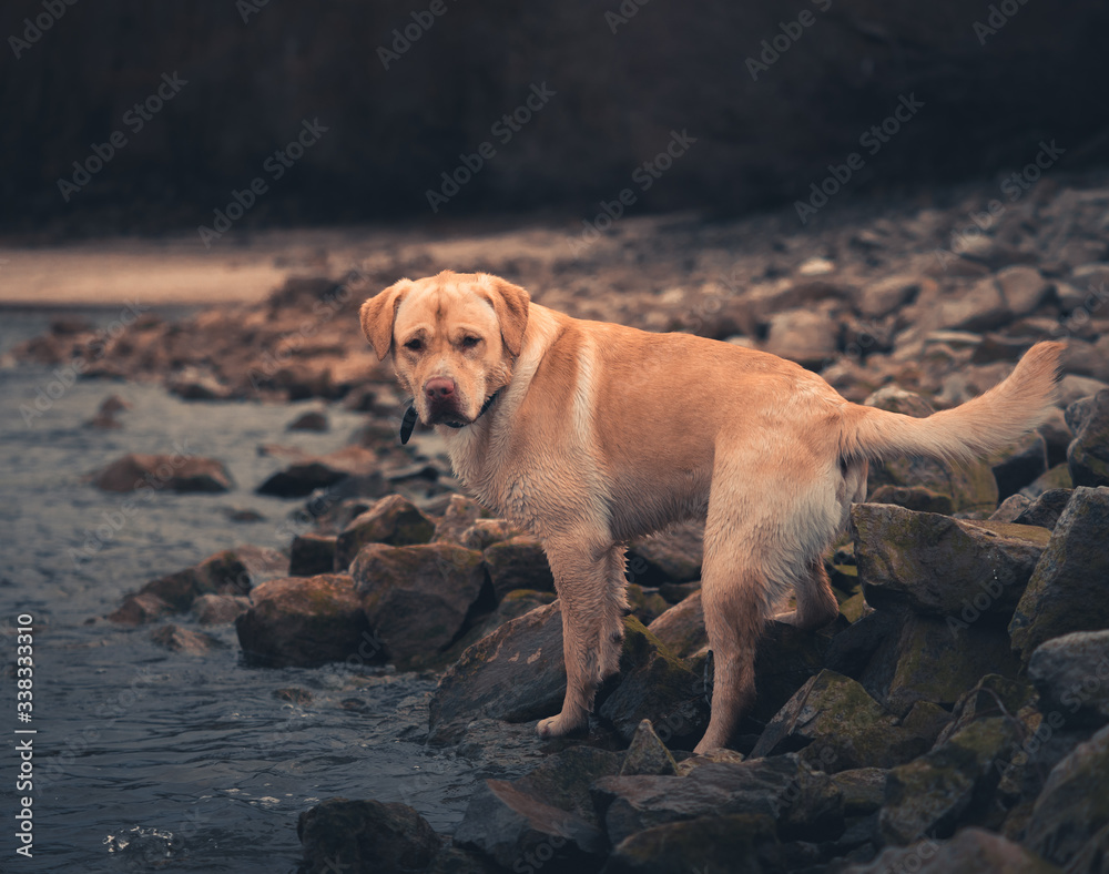 A young white brown labrador retriever looking to his owner to get something out of the water in a stony area. A young white brown labrador retriever looking to his owner to get something out of the water in a stony area.