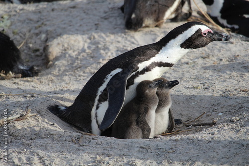 Penguin with two babies on the beach South Africa