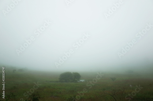 The tree in the fog