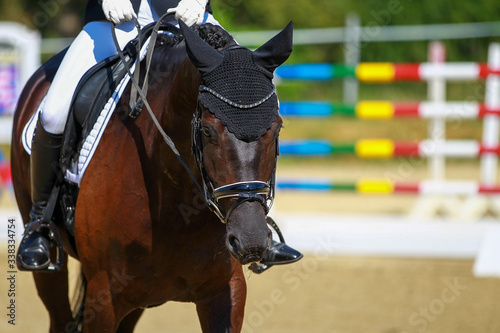 Dressage horse in head portraits in the neckline with rider from the front with ear cap.. © RD-Fotografie