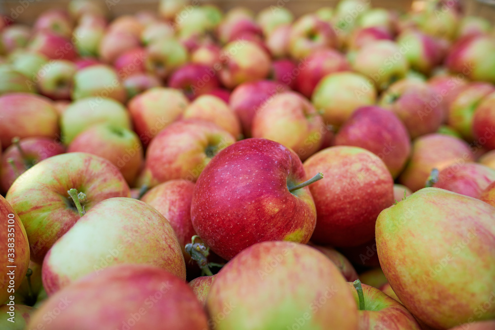 wooden crate full of fresh apples. harvest of fresh organic apples during autumn fall september in poland in apple orchard. wooden crate full of fresh apples. harvest of fresh organic apples during autumn fall september in poland in apple orchard.