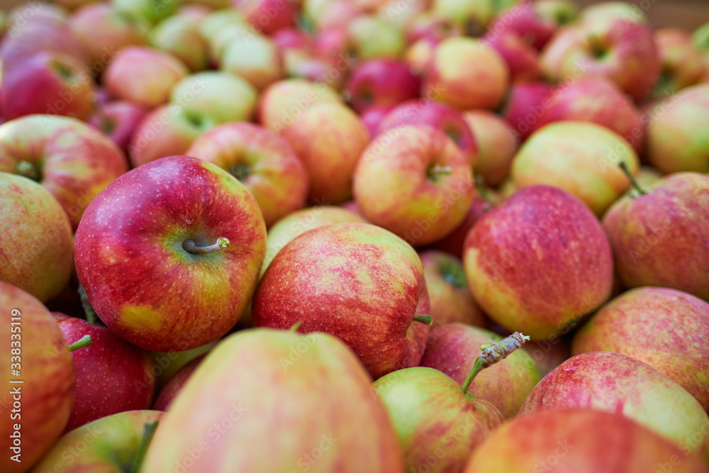wooden crate full of fresh apples. harvest of fresh organic apples during autumn fall september in poland in apple orchard. wooden crate full of fresh apples. harvest of fresh organic apples during autumn fall september in poland in apple orchard.