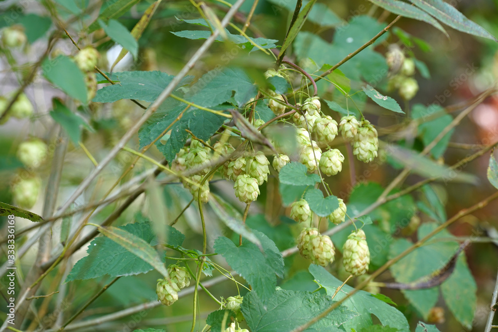 Bavarian hops in Holledau Bavarian hops in Holledau