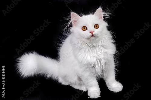 white kitten scottish cat on a black background