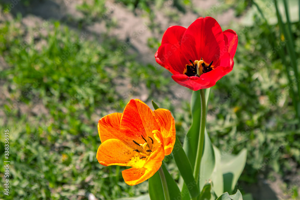 Beautiful red and orange tulips, growing in a garden. Spring blooming nature.