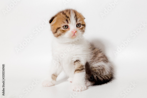 white kitten with red and gray spots scottish cat on a black background