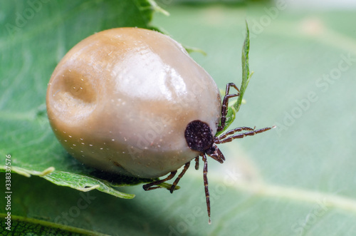 Swollen mite from blood, a dangerous parasite and carrier of infection sits on a leaf