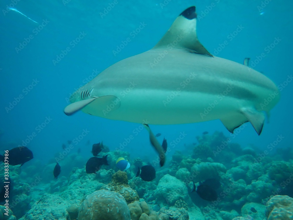Fototapeta premium I got lucky when this beautiful female black tip reef shark was curiously and calmly coming very close (40cm) while I was freediving in shallow depths without moving at the house reef at soneva fushi.