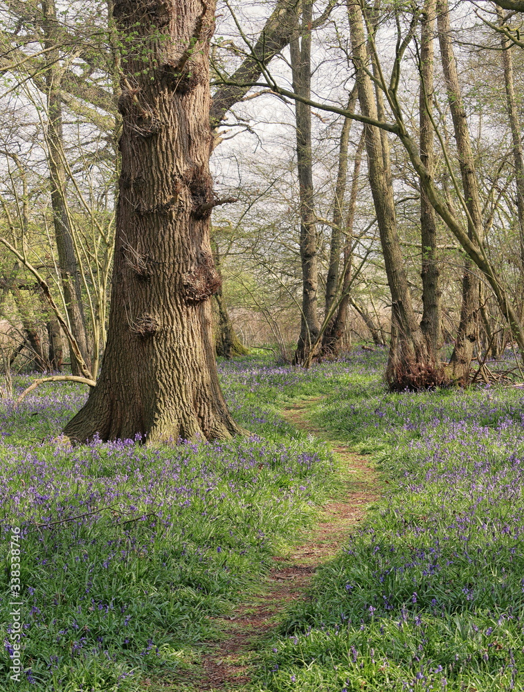 Spring Bluebells in an English Beech Wood Spring Bluebells in an English Beech Wood