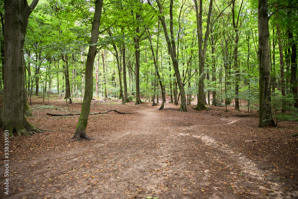 Waldboden: Erde, Laub und Äste auf einem Waldboden, Platz für Text/Typo