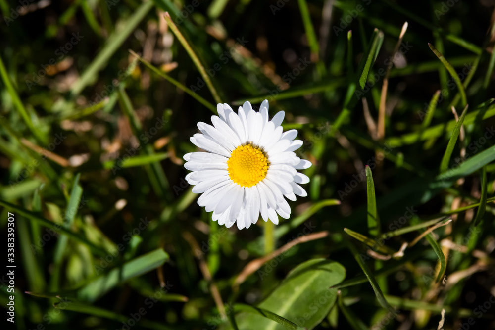 Daisy blooming flower on green meadow
