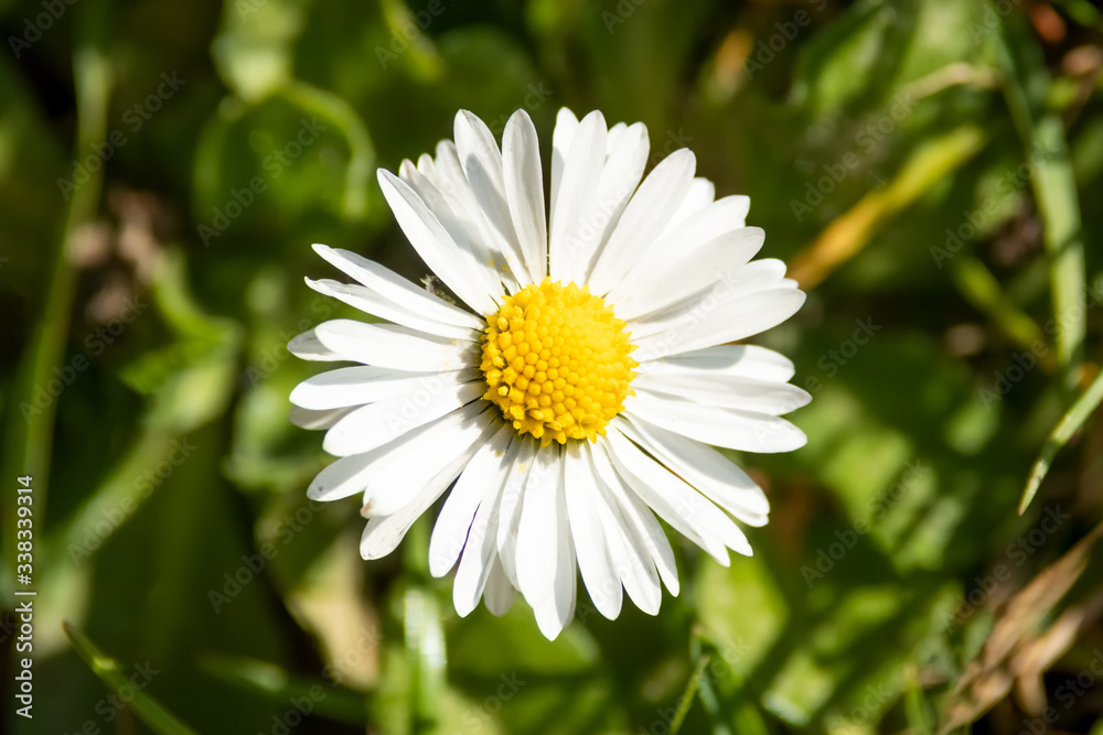 Daisy blooming flower on green meadow
