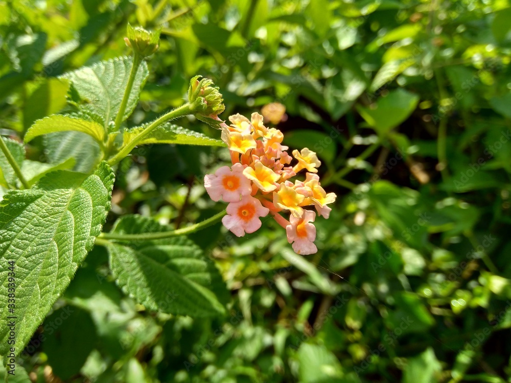 Lantana camara (common lantana, big sage, wild sage, red sage, white sage, tick berry, West Indian lantana, umbelanterna) with natural backrgound Lantana camara (common lantana, big sage, wild sage, red sage, white sage, tick berry, West Indian lantana, umbelanterna) with natural backrgound