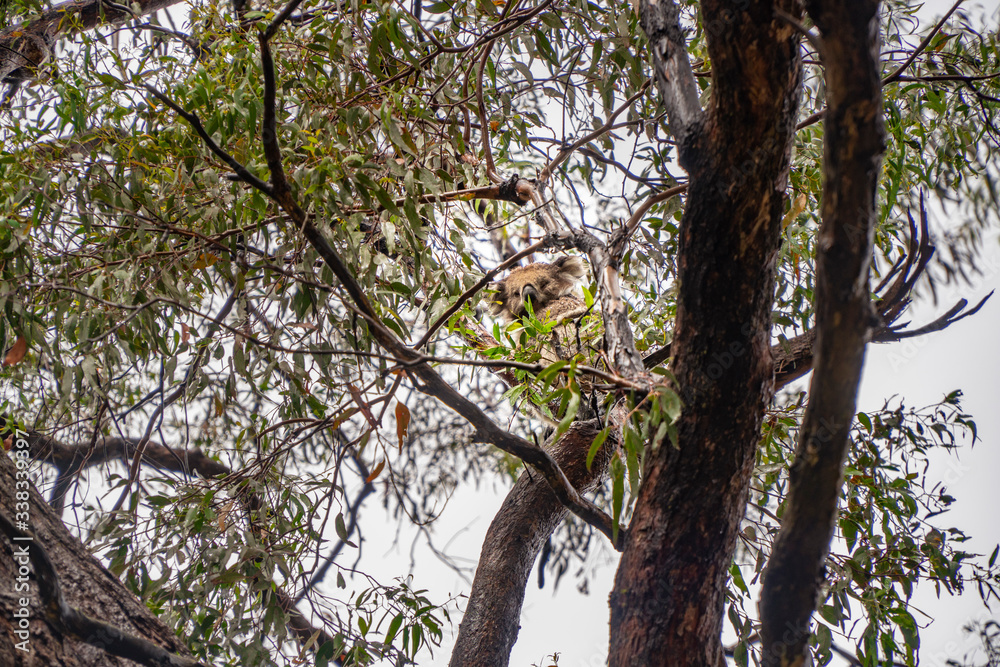 Cute Koala bear. Australian Koalas hanging in Eucalyptus tree branches. Close up of animal sitting, being lazy intrees. Rustic, dark, grey, green background. Cute Koala bear. Australian Koalas hanging in Eucalyptus tree branches. Close up of animal sitting, being lazy intrees. Rustic, dark, grey, green background.