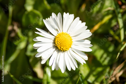 Obraz na płótnie Daisy blooming flower on green meadow w salonie