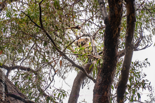 Photography Cute Koala bear
