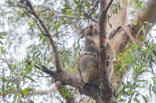 Photography Cute Koala bear