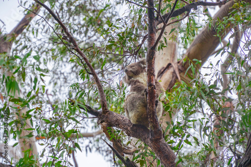 Photography Cute Koala bear