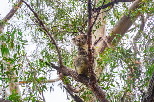 Fototapeta Naklejka Na Ścianę i Meble -  Cute Koala bear. Australian Koalas hanging in Eucalyptus tree branches. Close up of animal sitting, being lazy intrees. Rustic, dark, grey, green background.