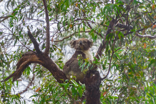 Cute Koala bear. Australian Koalas hanging in Eucalyptus tree branches. Close up of animal sitting, being lazy intrees. Rustic, dark, grey, green background.