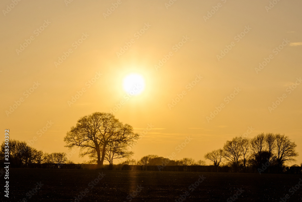 Silhouettes of trees in a golden sunset in the countryside