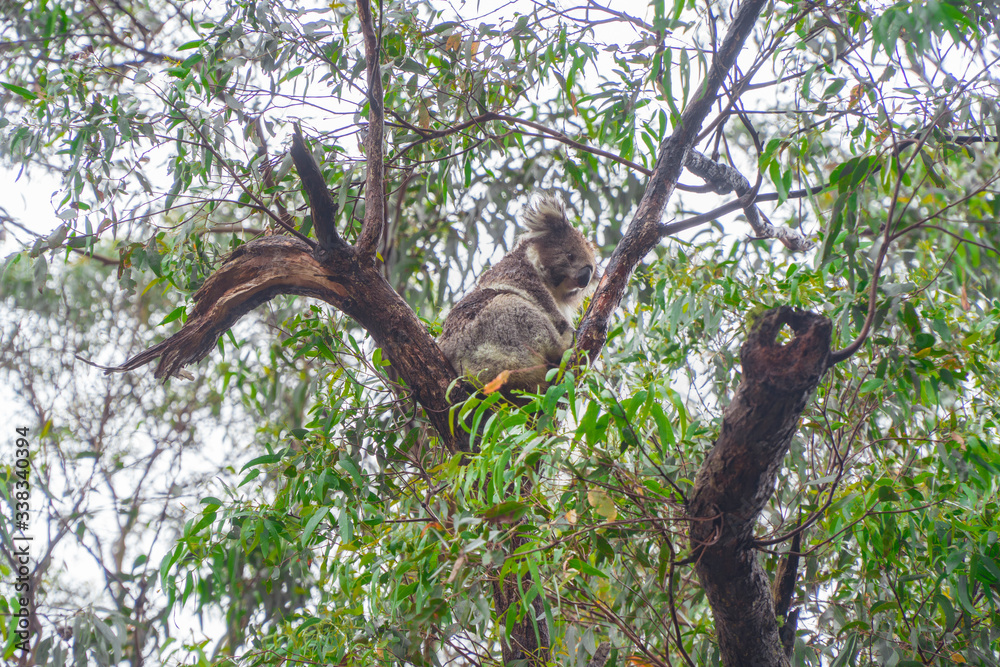 Фотография Cute Koala bear