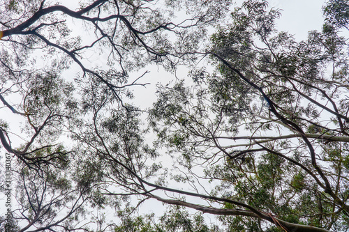 Photography Cute Koala bear