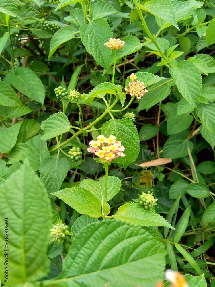 Lantana camara (common lantana, big sage, wild-sage, red sage, white sage, tick berry, West Indian lantana, umbelanterna) with natural backrgound Lantana camara (common lantana, big sage, wild-sage, red sage, white sage, tick berry, West Indian lantana, umbelanterna) with natural backrgound