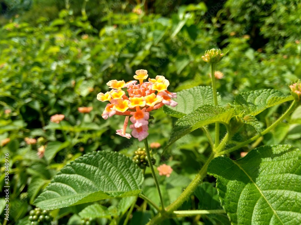 Lantana camara (common lantana, big sage, wild-sage, red sage, white sage, tick berry, West Indian lantana, umbelanterna) with natural backrgound Lantana camara (common lantana, big sage, wild-sage, red sage, white sage, tick berry, West Indian lantana, umbelanterna) with natural backrgound