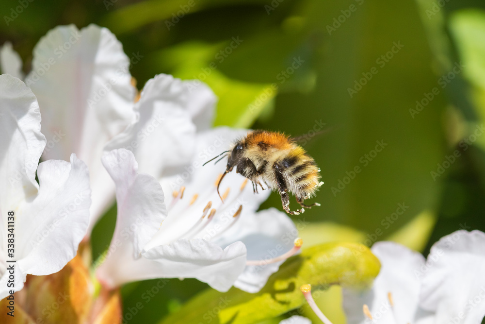 Hummel fliegt weisse Rhododendron Blüte an Hummel fliegt weisse Rhododendron Blüte an