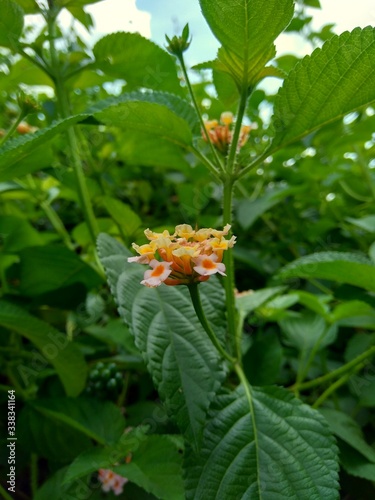 Lantana camara (common lantana, big sage, wild-sage, red sage, white sage, tick berry, West Indian lantana, umbelanterna) with natural backrgound
