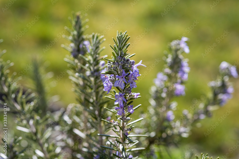 Rosmarin in voller Blüte Rosmarin in voller Blüte