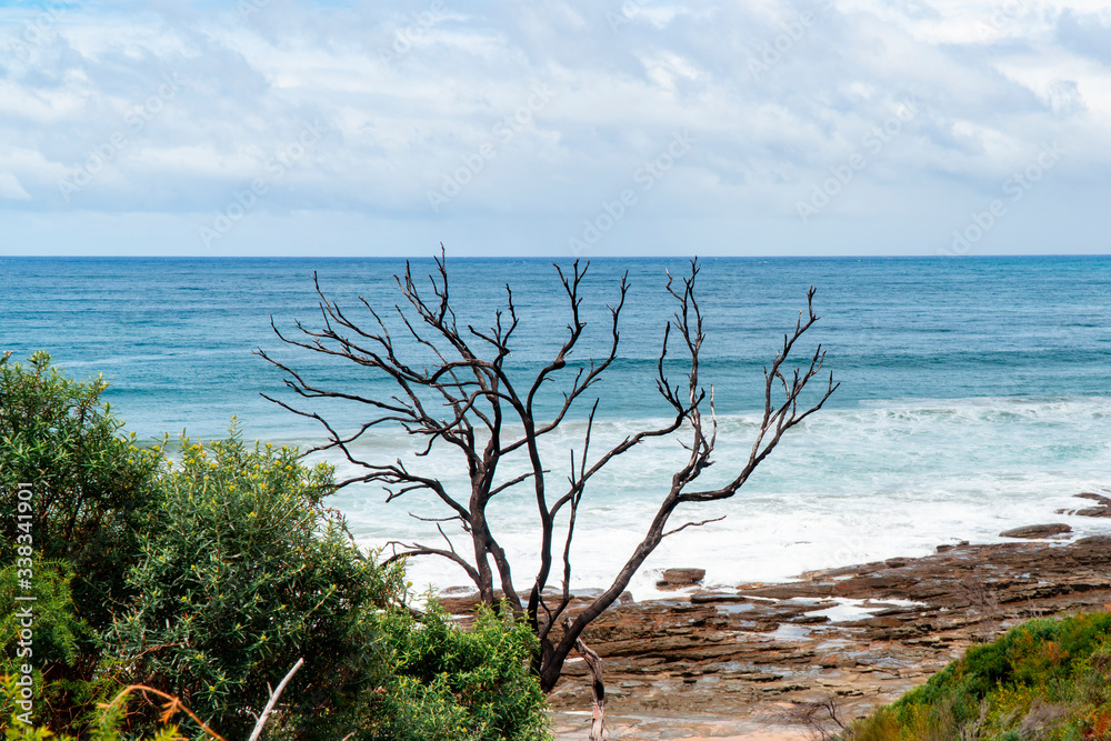 Tree branches with coastal background. Bare with no leaves, and blue sea. Driving through Great Ocean Road, Melbourne, Australia. Rocks, sand, mangroves, bushes, blue sky. 