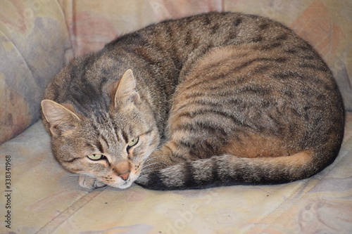 cat lying on the floor