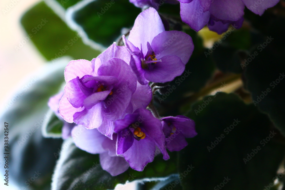 Fototapeta premium Lilac violets in a pot