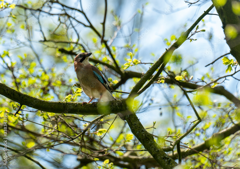Fototapeta premium A jay in park sunbathing