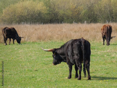 Parklandschaft im Münsterland photo