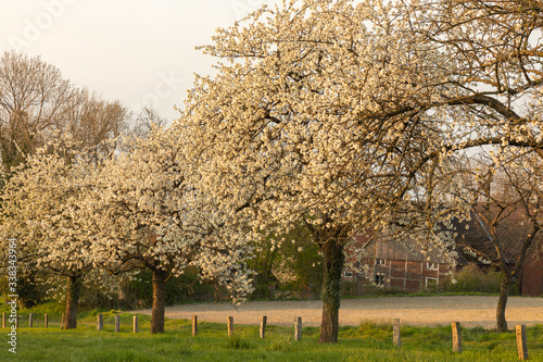 Kirschbaumblüte im Münsterland