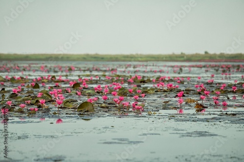 Lotus fields in Thailand 