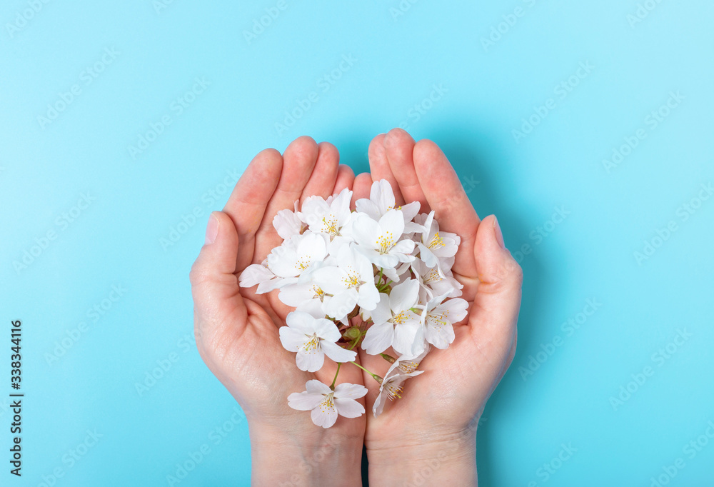 Female hands hold sakura branch on blue background top view. Female hands hold sakura branch on blue background top view.