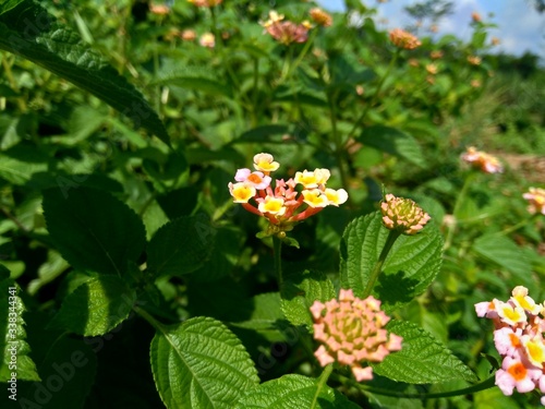 Lantana camara  common lantana  big sage  wild-sage  red sage  white sage  tick berry  West Indian lantana  umbelanterna  with natural backrgound