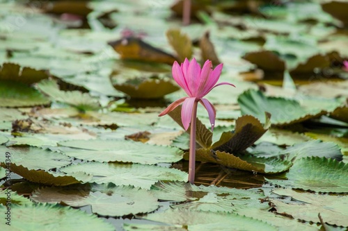 Red lotus flower in the pool