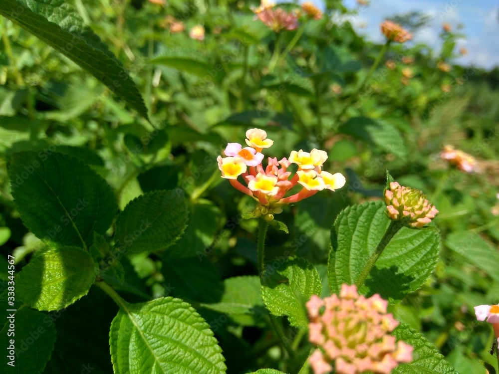 Lantana camara (common lantana, big sage, wild-sage, red sage, white sage, tick berry, West Indian lantana, umbelanterna) with natural backrgound Lantana camara (common lantana, big sage, wild-sage, red sage, white sage, tick berry, West Indian lantana, umbelanterna) with natural backrgound